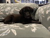 Sampson