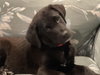 Sampson