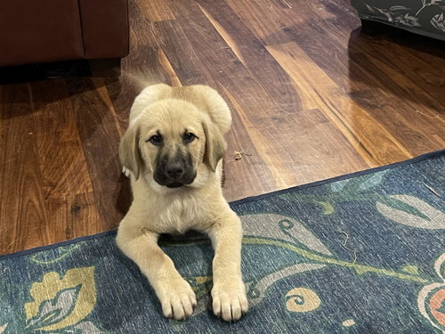 Simba