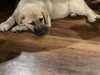 Simba