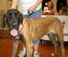 Ossa/Boudicca