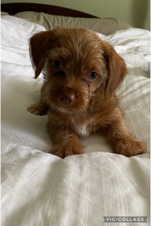 Rudy