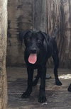 Kumar