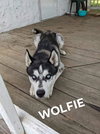 Wolfie