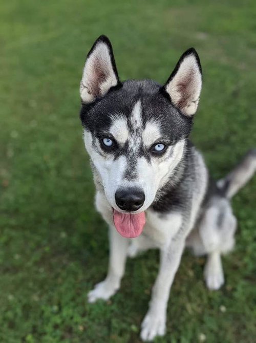 Wolfie