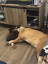 Hank