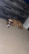 Hank