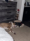 Hank
