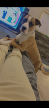 Hank