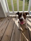 Millie
