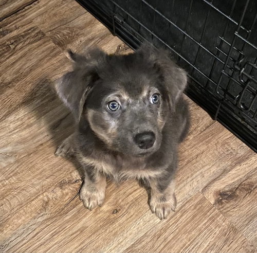 Kovu