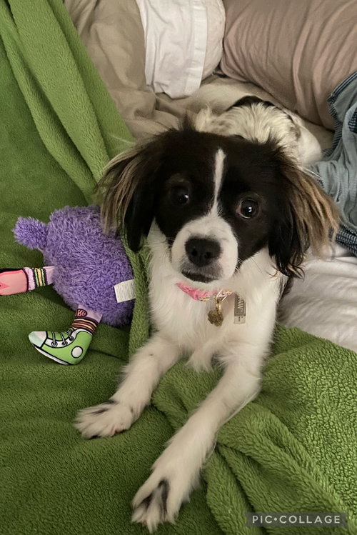 Hazel