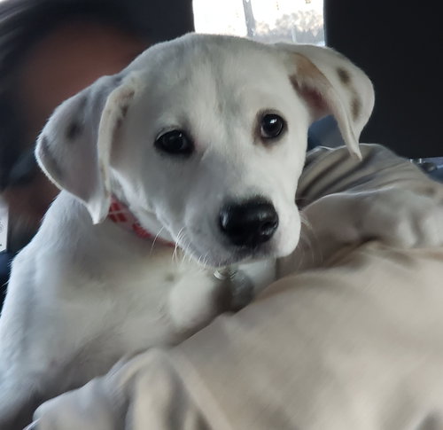 Oreo