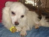 Alibi - Adoption Pending