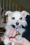 Alibi - Adoption Pending