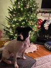Dottie