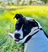 Dottie