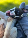 Dottie