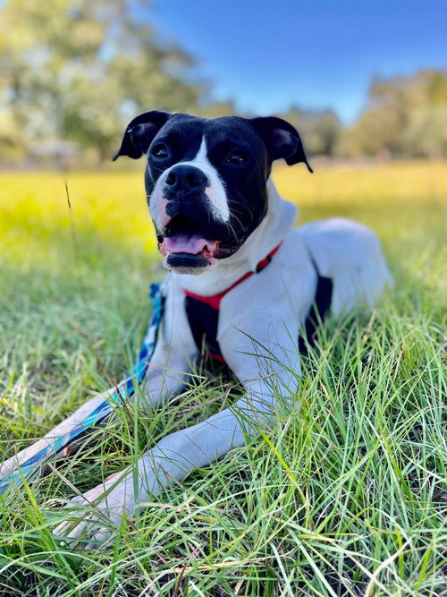 Dottie