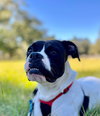 Dottie