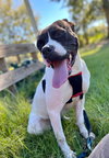 Dottie