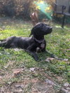 Jovie