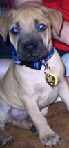 Toby