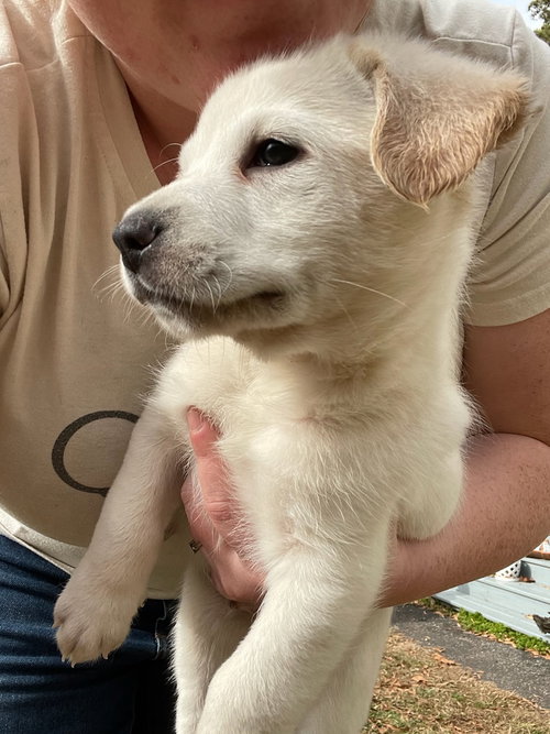 Oliver