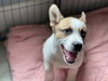 Duke