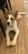 Duke