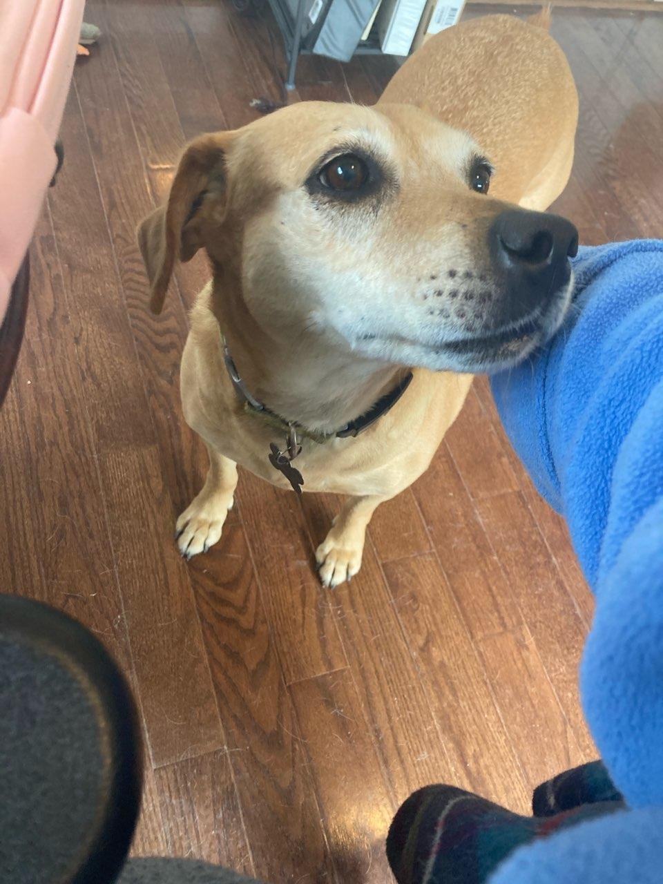 adoptable Dog in Holly Springs, NC named Nutmeg