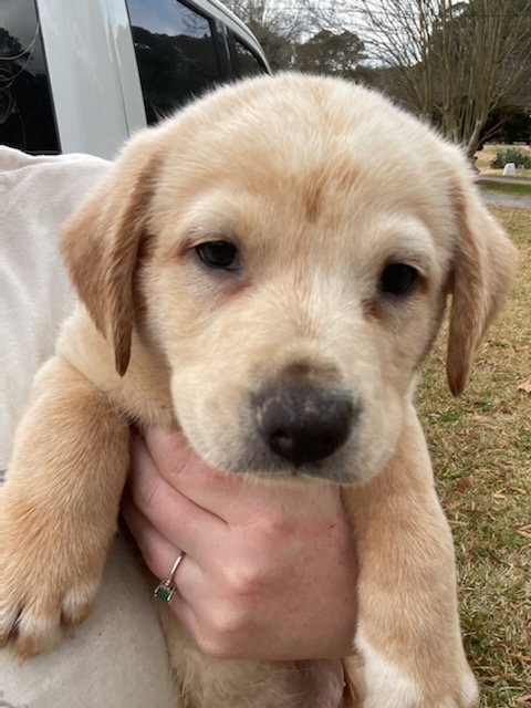 Sammy