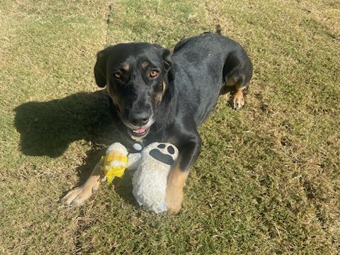 adoptable Dog in Holly Springs, NC named Lilly Pad