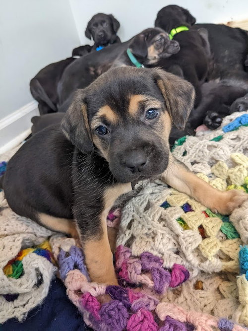 Archie