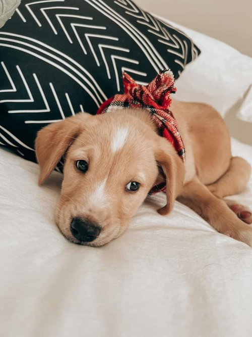 Mowgli