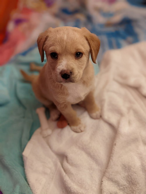 Charlie