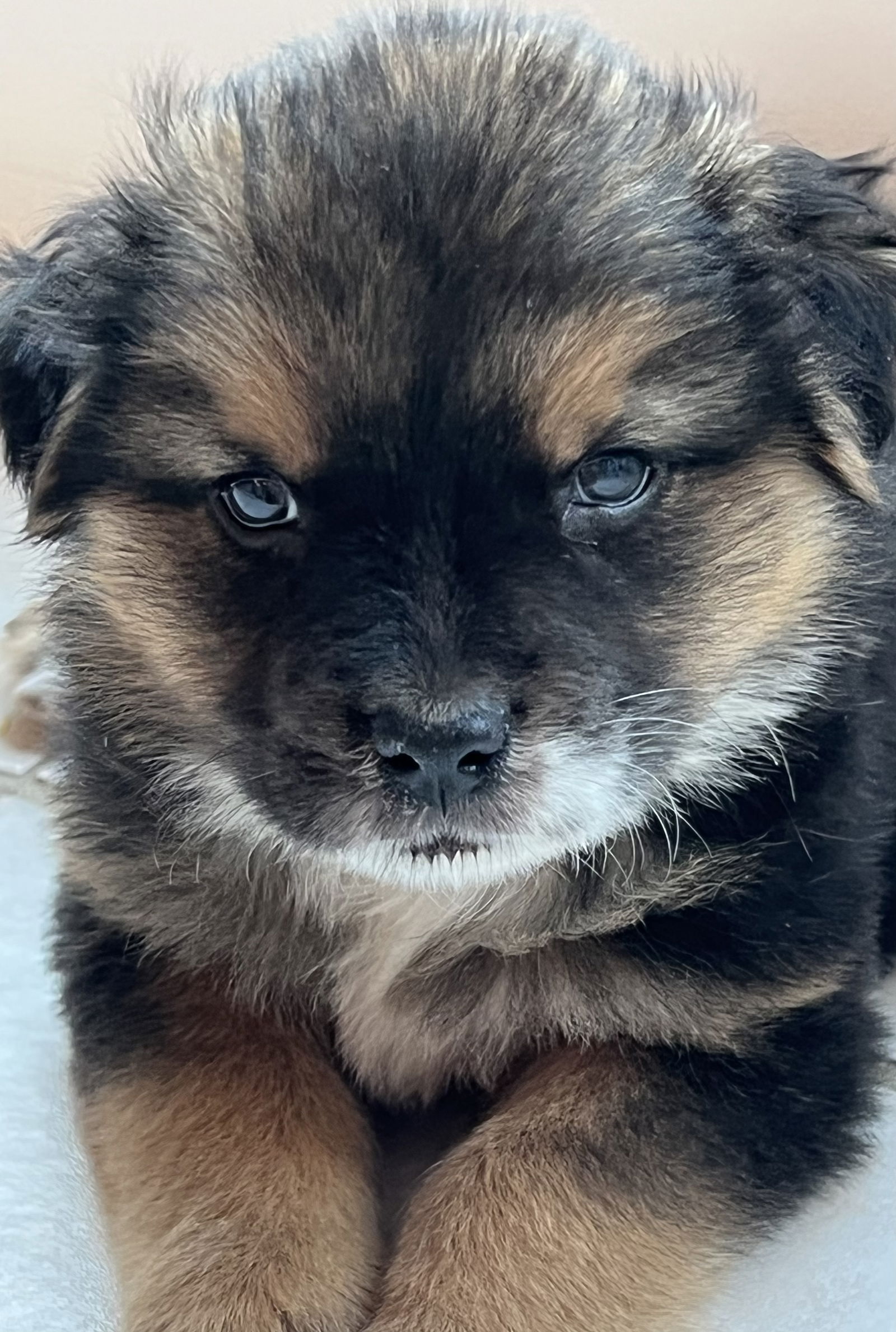 Chow chow cross german shepherd best sale for sale