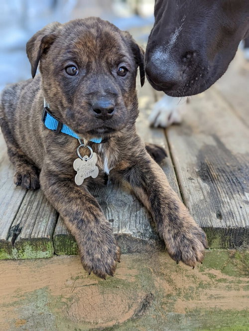 Louie