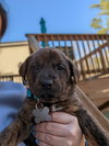 Louie