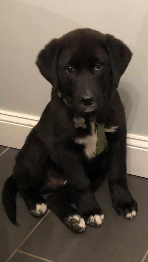 Moose