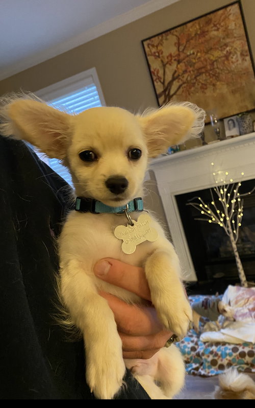 Teddy