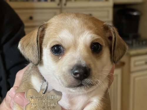 Humphrey