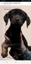 Loki
