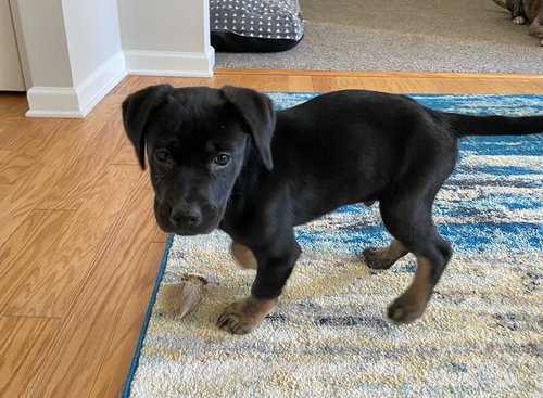 Loki