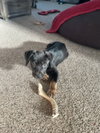 Loki