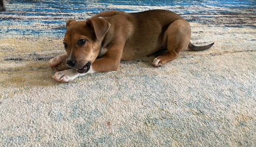 Athena