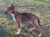 Athena