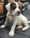 Buster - Dex