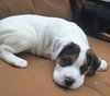 Buster - Dex