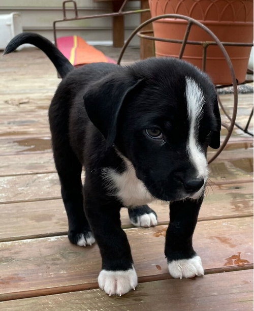 Chester